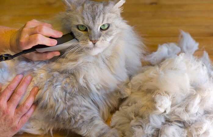 Why is My Cat's Hair Shedding