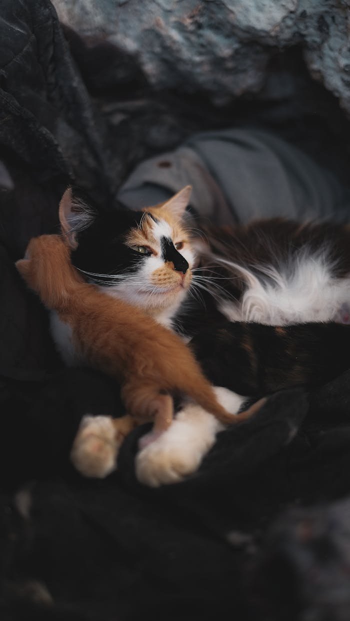 A calico cat with kittens nestles comfortably outdoors, showcasing tender family moments.